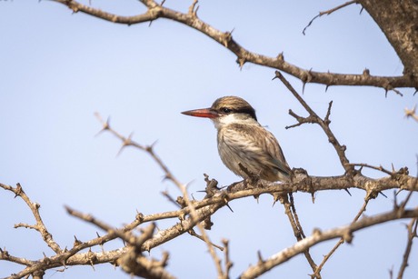 Gestreepte ijsvogel