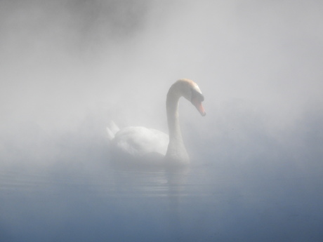 Zwaan in de mist