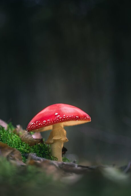 Paddenstoel in het bos