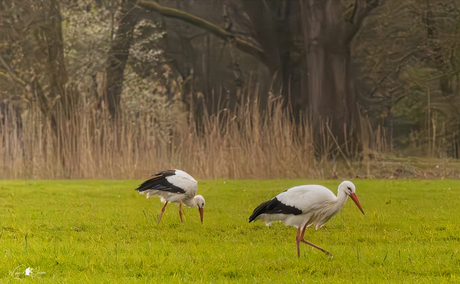 The pair of storks