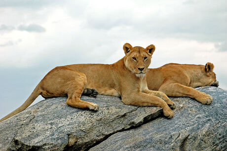 Leeuwen in Serengetit