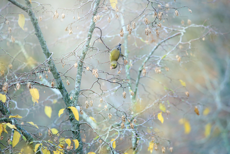 Groenling in een Hopbeuk