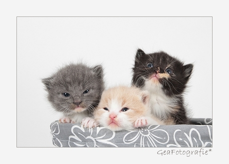 Little Kittens *