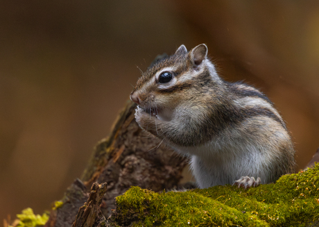 Syberische Grondeekhoorn