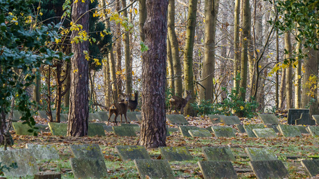 reeën op kerkhof Sancta Maria