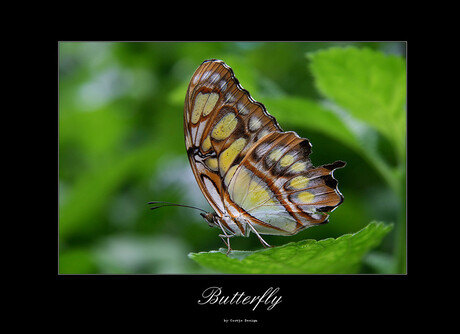 Butterfly - San Antonio Zoo