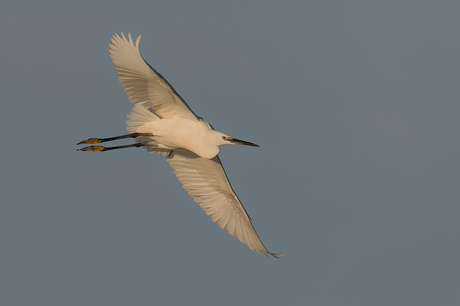 Kleine Zilverreiger