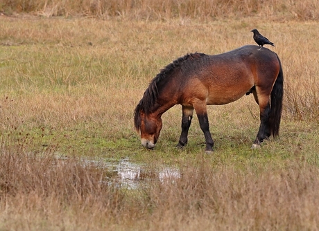 Exmoor Pony