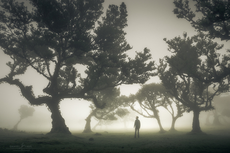 Where Answers are Found - . - foto door Laanscapes op 12-11-2023 - locatie: Madeira, Portugal - deze foto bevat: bomen, daniel laan, laanscapes, atmosfeer, lucht, ecoregio, wolk, plant, natuurlijk landschap, mist, blad, natuurlijke omgeving, wereld