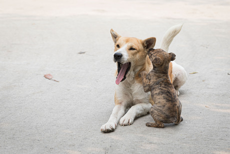 Ik zal je een geheim vertellen...