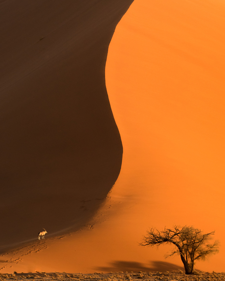 Oryx in de duinen