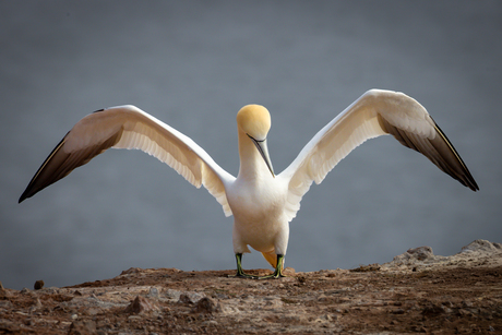 Baltsende Jan-van-gent