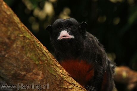 Roodbuik aapje 1 (Roodbuik Tamarin)