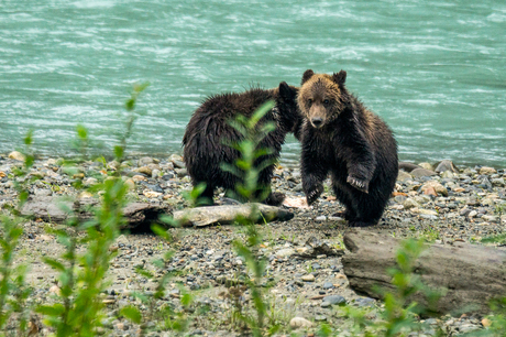 Dansende Grizzly jong