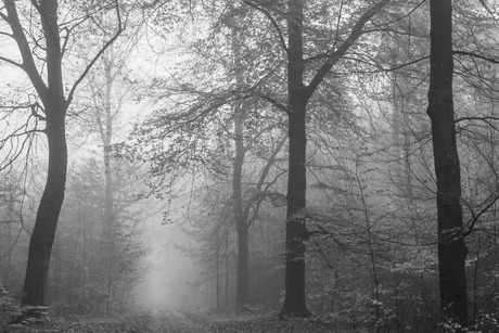 Misty wood