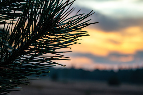 Kleine spin met zonsondergang