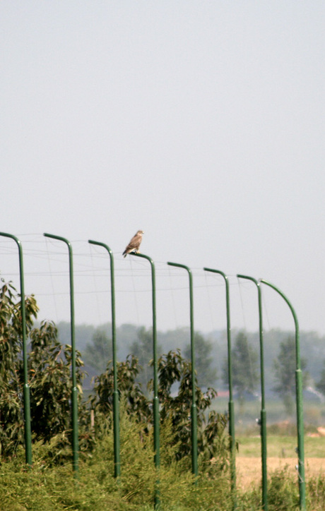 Buizerd