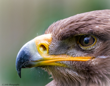 Het oog van de arend