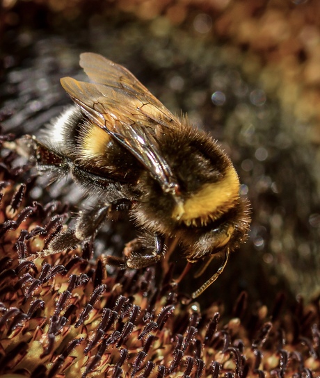 Hommel in zonnebloem.