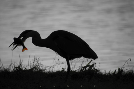 Reiger