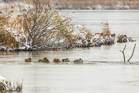 Eenden op het bevroren meer. 