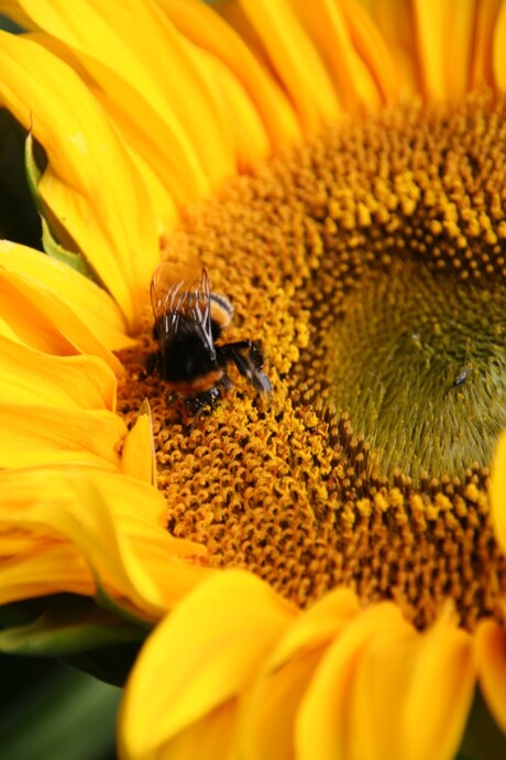 Bijtje op zonnebloem