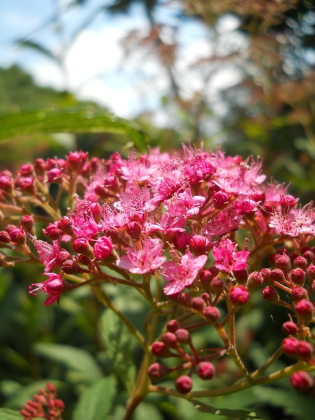 Bloem in de zon