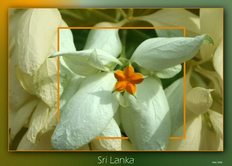 Sri Lanka Bloemen