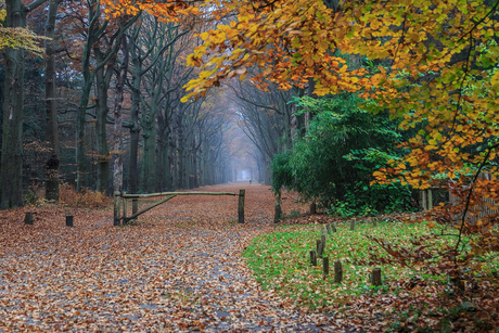 herfst in het Corversbos (Hilversum).jpg