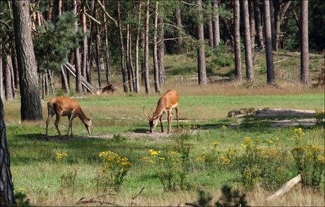 hoge veluwe