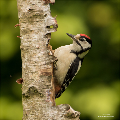 Grote Bonte Specht juvenile 010717(2***)