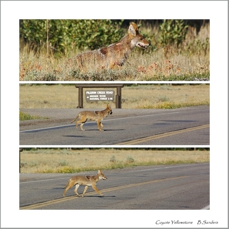 Coyote Yellowstone