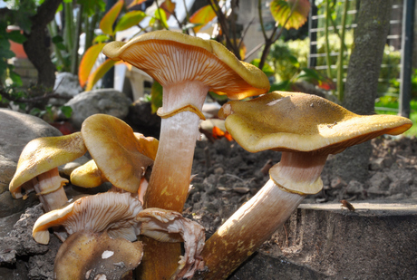 Armillaria mellea (Echte Honingzwam)