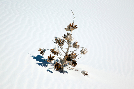 White Sand Dunes Brandend Zand 1