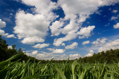 Dutch Sky