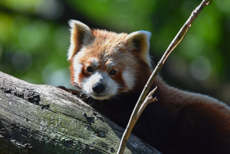 Red panda