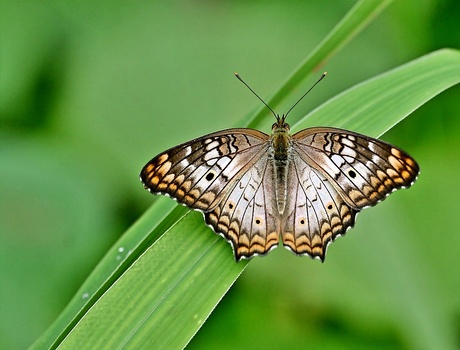 Anartia jatrophae