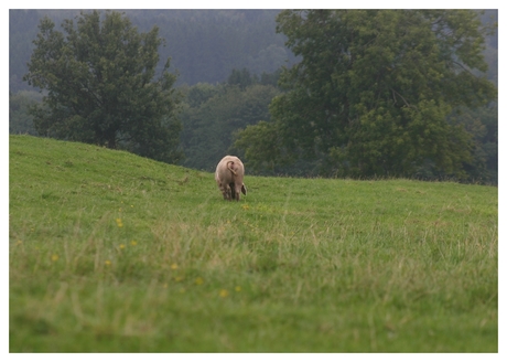 Piggie in France..