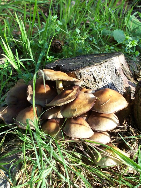 Paddenstoelen in de zon