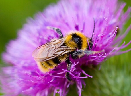 Bloemetje en bijtje