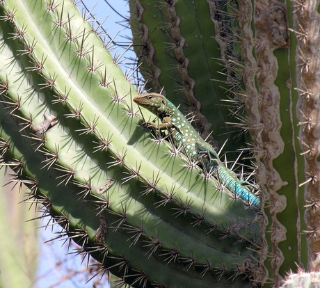 Wildlife Aruba