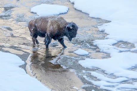Bison crossing brook