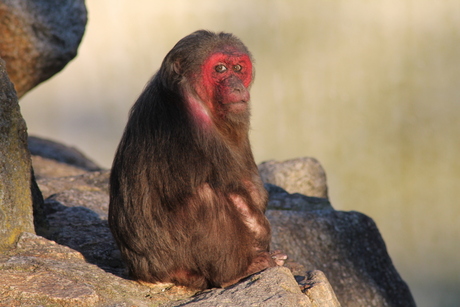 Rood gezicht aap