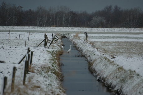 Grote zilverreiger in de polder