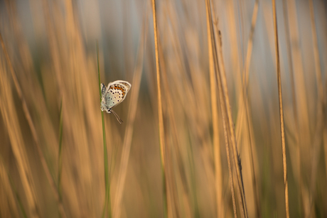 Heide Blauwtje in het riet.