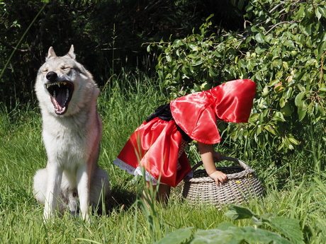 Roodkapje en de lieve wolf