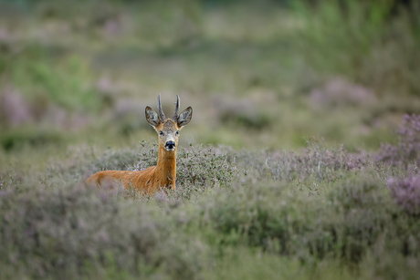 Reebok op de heide