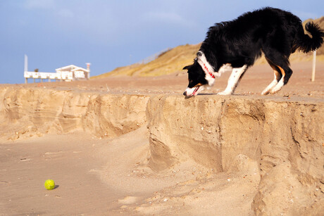 Boshond wordt Zeehond2