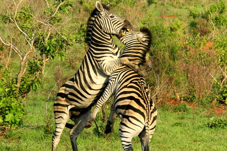 Zebra's spelend in Zuid Afrika