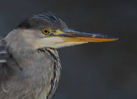 Blauwe reiger